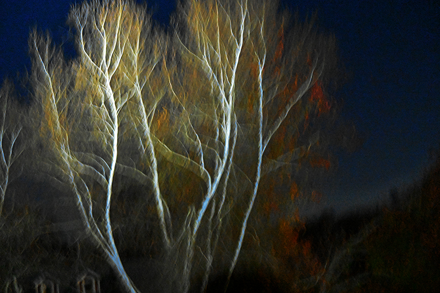 Twilight Transformation - Birch Tree